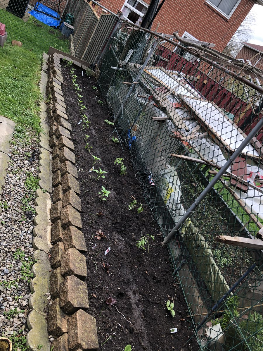 Kat_Atanas's tweet photo. Our traditional gardening weekend...I did my veggies in the garden & my herbs on the balcony. Happy Victoria Day weekend β€οΈππ #GardeningWeekend #TraditionalFamilyProjects #Veggies #Herbs #VictoriaWeekend π±π₯π₯¬π
πΆπ§
π₯ https://t.co/NmS4c5O02H