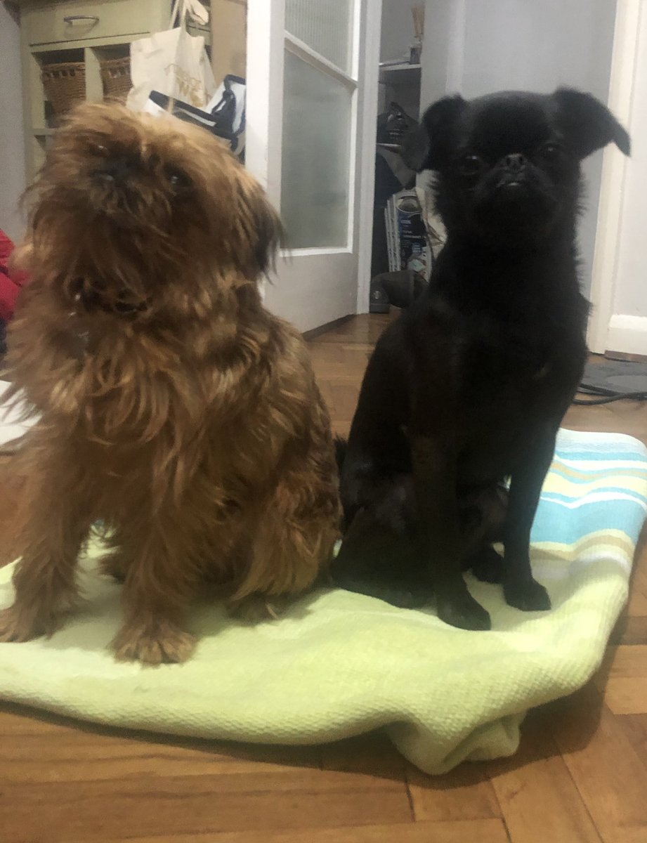 opelenge's tweet photo. Missing the creatures of who have the good sense to stay away because mom spiked a fever, again. #lockdownwoes #twitterdogs #socialdistancingdogs #thompsontwins #weneedgrooming #griffonbruxellois https://t.co/IanOHZHhK3