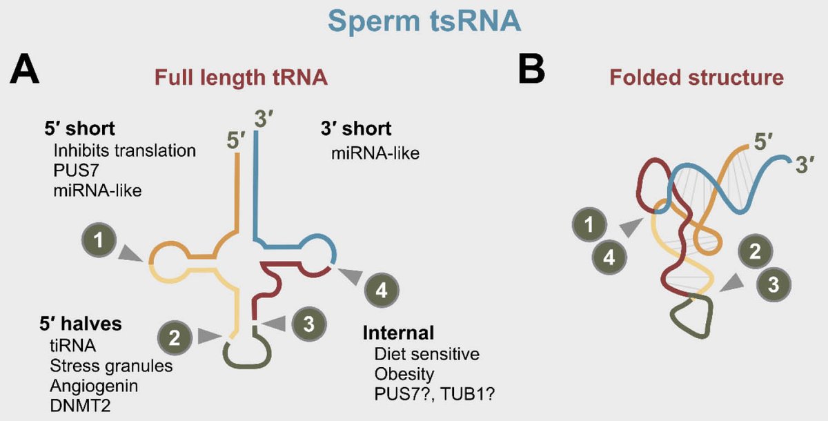 qichen_lab's tweet photo. An insightful review from @lab_ost @DanielNatt dissecting the origin and function of tsRNAs, rsRNAs and mitoRNAs in human sperm #epigeneticinheritance @JInternMed 
https://t.co/NMFS3kuSyT https://t.co/lb62RYAEqd