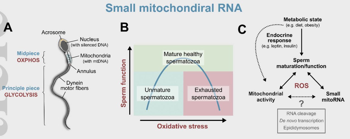 Qi Chen (@qichen_lab) on Twitter photo An insightful review from <a href="/lab_ost/">ÖstLab</a> <a href="/DanielNatt/">Daniel Nätt</a> dissecting the origin and function of tsRNAs, rsRNAs and mitoRNAs in human sperm #epigeneticinheritance <a href="/JInternMed/">JIM - Journal of Internal Medicine</a>
onlinelibrary.wiley.com/doi/abs/10.111… An insightful review from <a href="/lab_ost/">ÖstLab</a> <a href="/DanielNatt/">Daniel Nätt</a> dissecting the origin and function of tsRNAs, rsRNAs and mitoRNAs in human sperm #epigeneticinheritance <a href="/JInternMed/">JIM - Journal of Internal Medicine</a>
onlinelibrary.wiley.com/doi/abs/10.111…