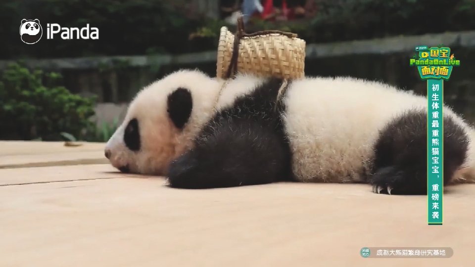 Cute Panda Ss Twitter