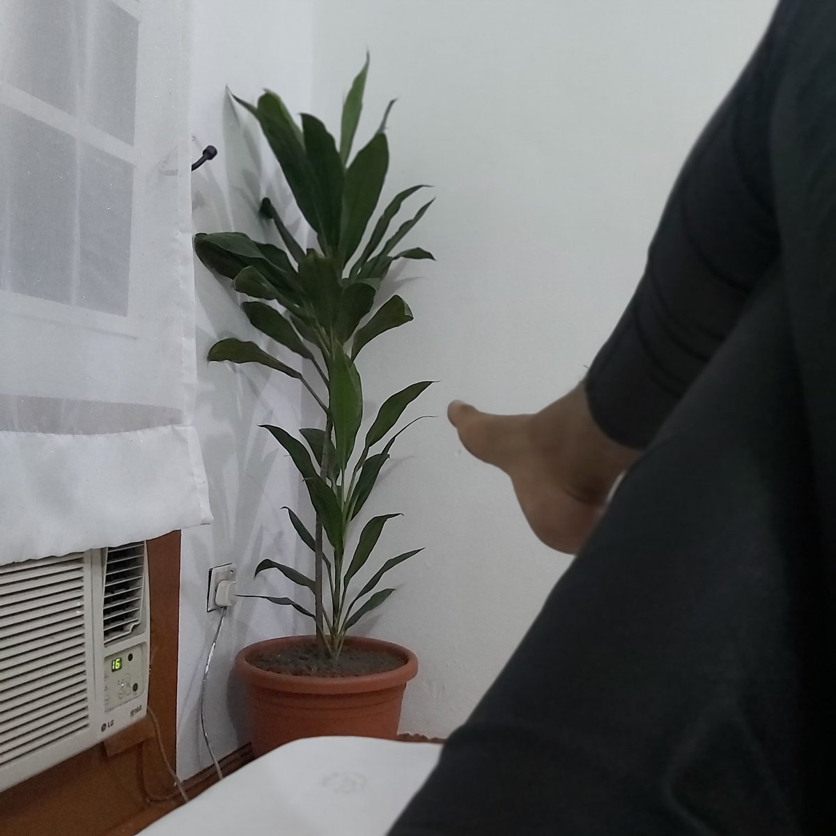 Achalugo's tweet image. Its past midnight
#CatTwitter geng!
Meanwhile @Ms_jennieee &apos;s babyboy has inspired me to be showing my space small small. 

Meet Governor the Cat, and Chimnonso the plant

#WhiteSpaces😍