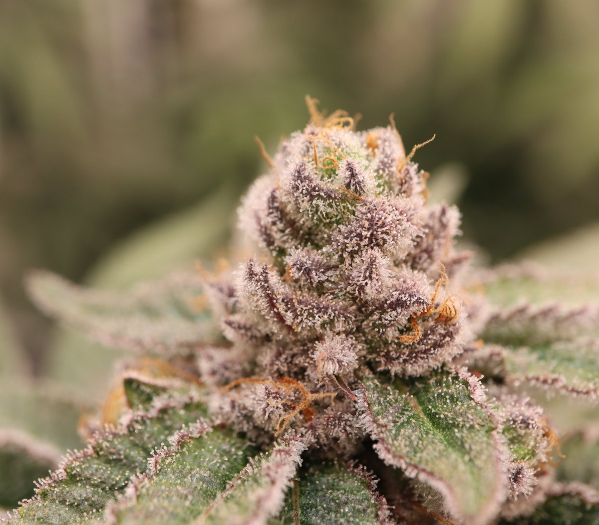 MotherLabs's tweet photo. Such a beautiful plant... Mimosa forever holds a special place in Mother's heart. #terpalert #packsapunch #motherscut #symbioticgenetics https://t.co/Ho1NqUXRvb