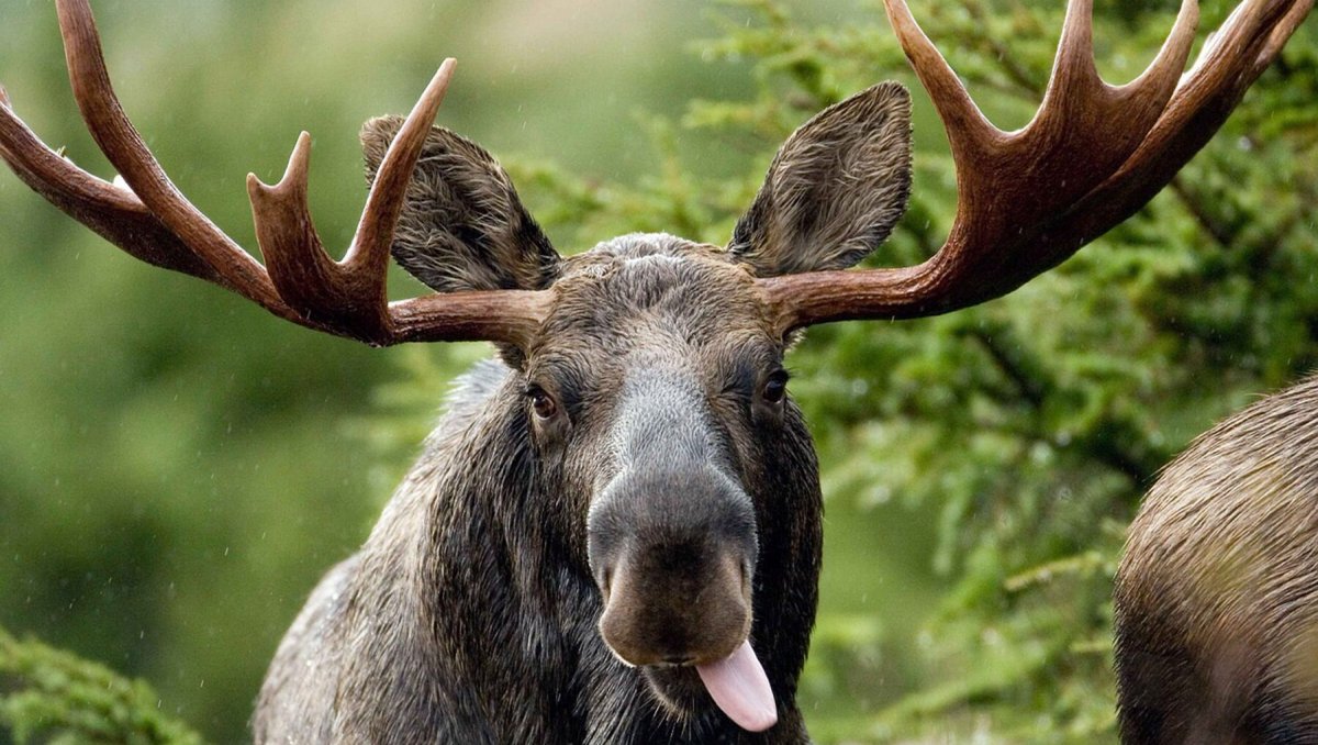 SchottsLake's tweet photo. Wouldn't you love to wake up, step out of your RV, and see this guy sticking his tongue out at you, from a safe distance, of course?
We love moose... and all of the wildlife local to the Schott's Lake area!
#explorealberta #travelalberta #explorecentralalberta https://t.co/VMxhtEx2C6