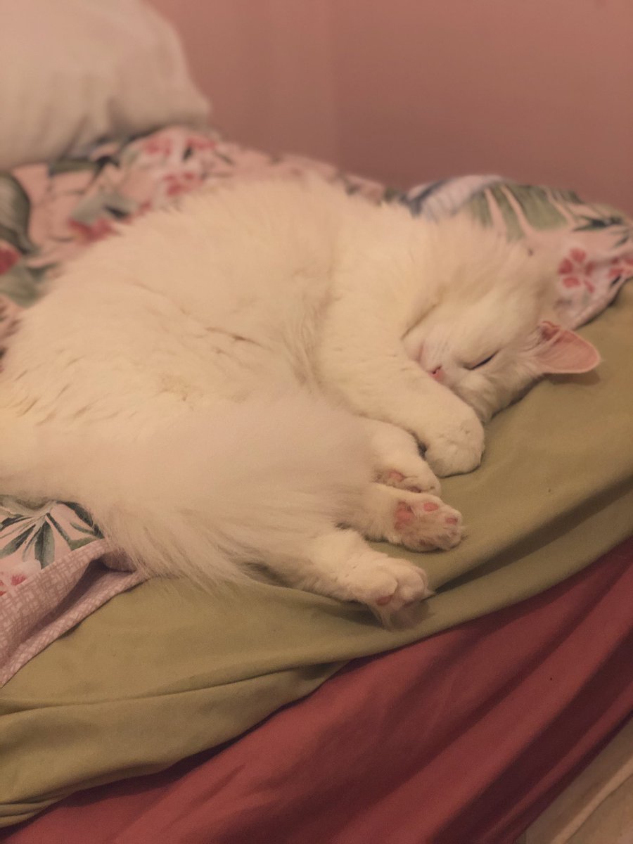 We have Leo in his many forms - pretending to sit like a human, waking me up for work and pretending to be a asleep whilst opening his eyes slightly to make sure I’m watching him be cute.