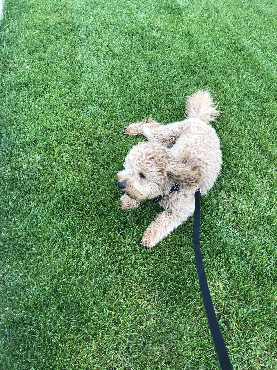 Took Chewie for a 2 mile walk today!! #WeAreLemont