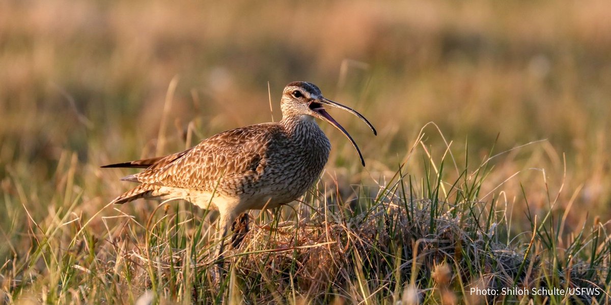 This summer was supposed to be the last chance to study birds in the Arctic Refuge before oil development began. But COVID-19 has put the research on hold—and drilling the pristine landscape may be up in the air, too: ow.ly/SYlJ30qHebU <a href="/BurOak5/">Daniel Ackerman</a>