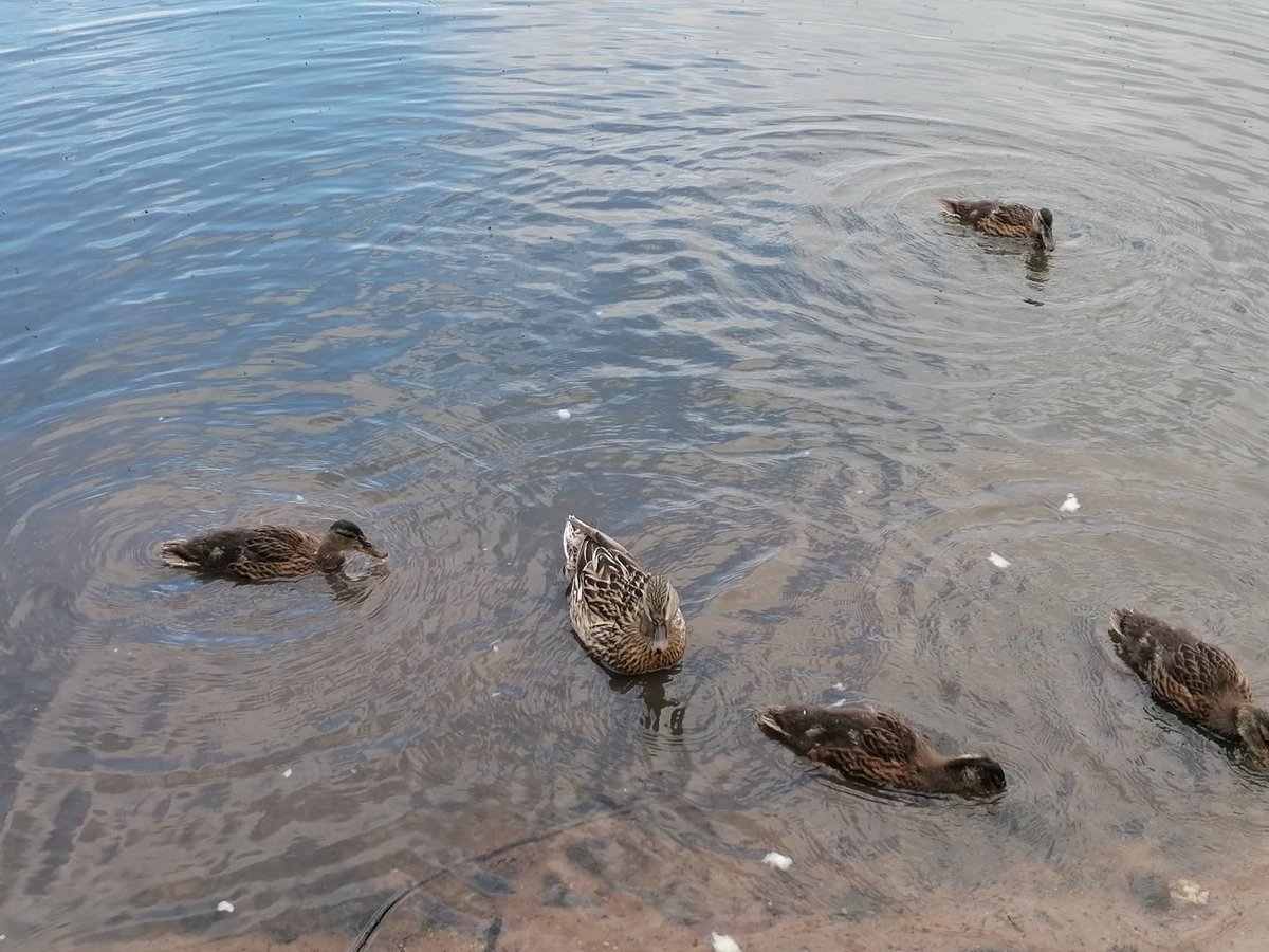 MccarronColleen's tweet photo. Another walk and more nature and fresh air, we found different coloured leaves, used our math skills to add the number of ducklings, ducks and swans we could see on the lake and of course learnt how to skim stones across the water #covid19 #homeschooling @SoulsSchool @Miss__Teaa https://t.co/RYrofMXdhV