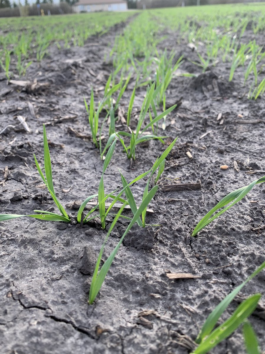 rpbrunel's tweet photo. First seeded #wheat is coming along nicely now that it has warmed up. #Cardale #BigBushels https://t.co/yrgdSpl6Xf