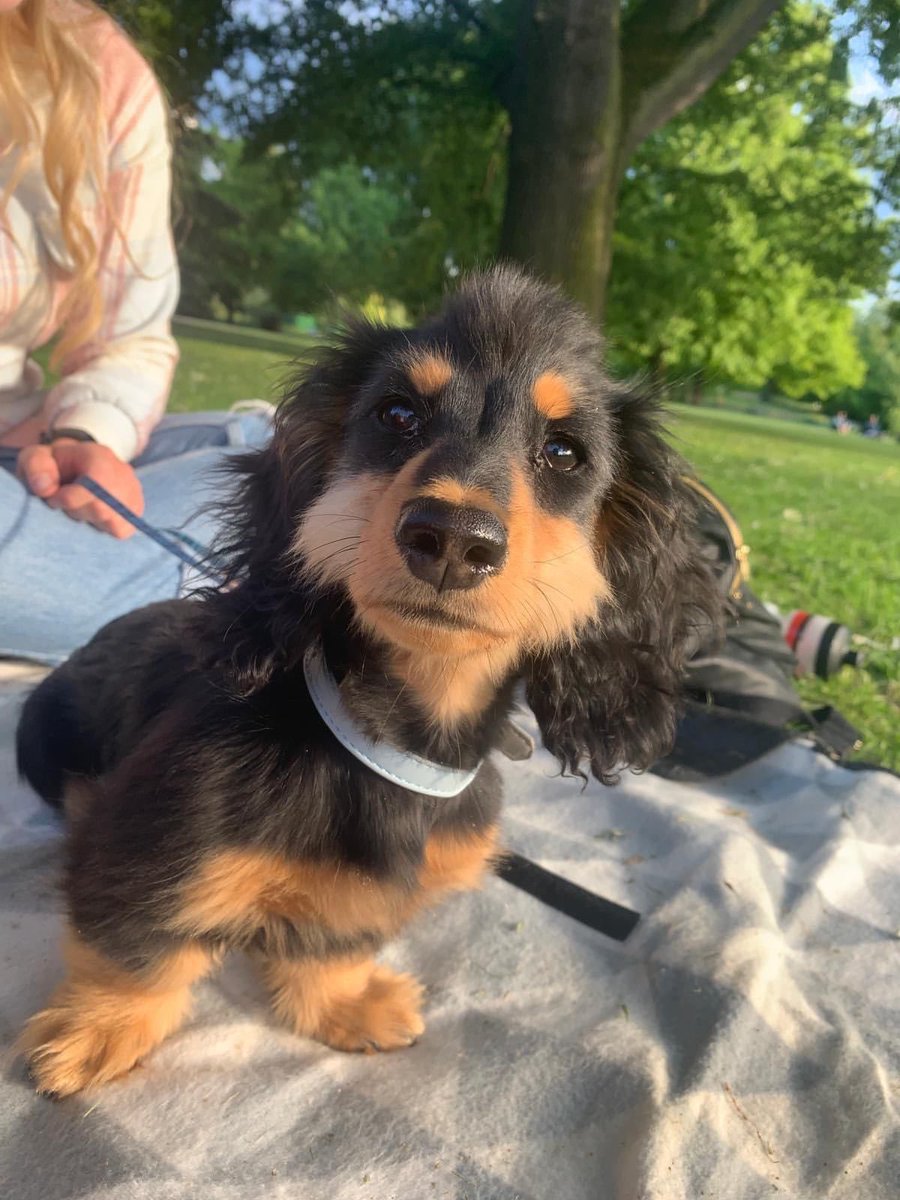 dog_rates's tweet photo. This is Dennis. He has sideburns. Debuted them at the park today and received great feedback. 14/10 https://t.co/eVz1wXw7Pf