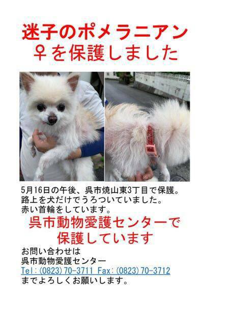 呉市動物愛護センター Hashtag On Twitter