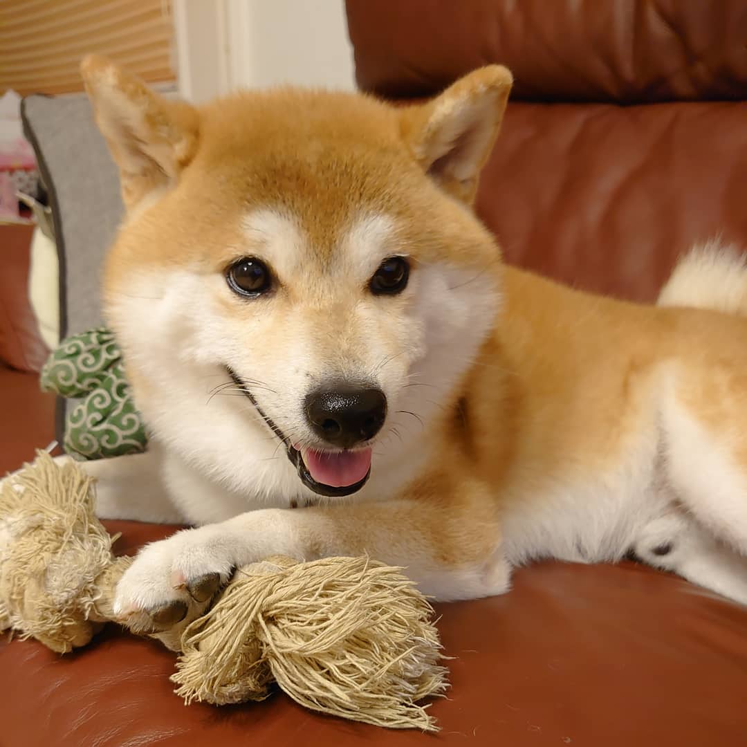 柴犬マロン Hirohir Twitter