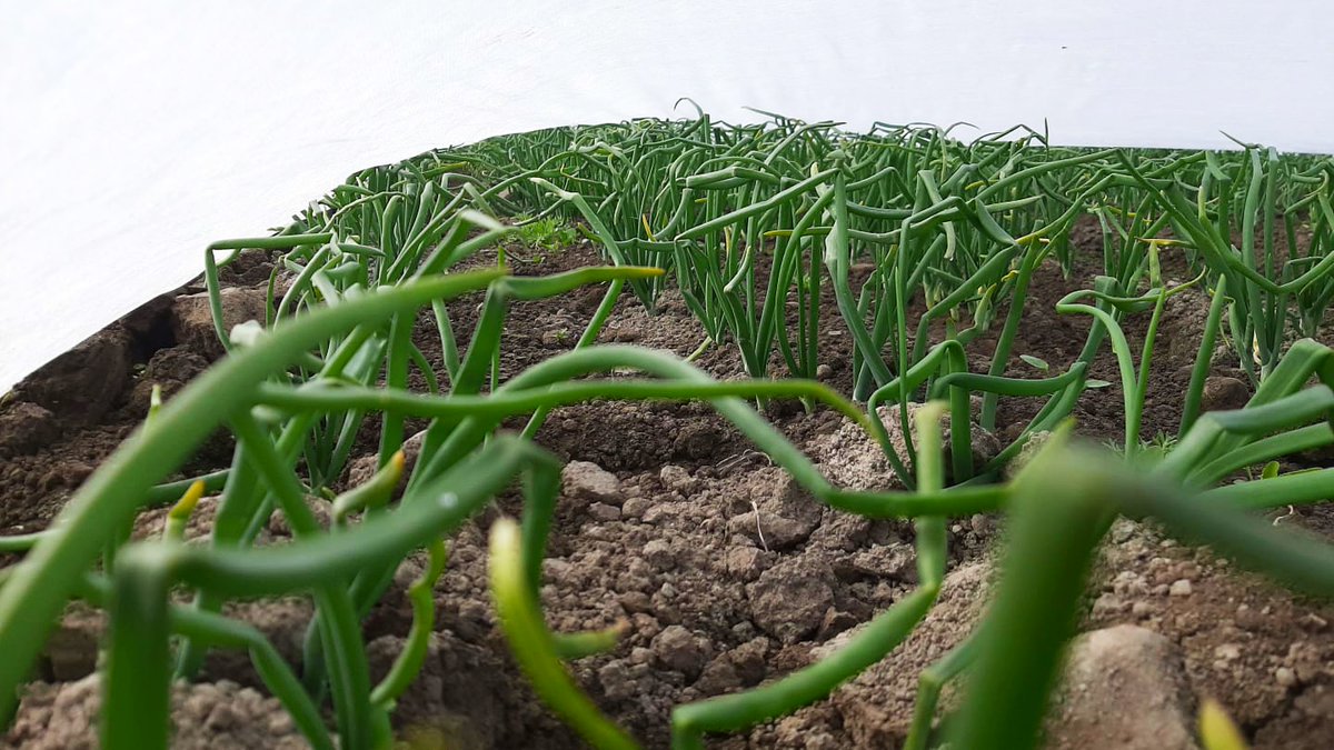 Harsojen alla tapahtuu kiivasta kasvua! Ruoka ei koskaan ole ollut itsestäänselvyys. Paljon työtä tehdään ennen kun ollaan tässä vaiheessa ja vieläkin voi mennä metsään. Ammattitaito on kova sana! #foodsecurity #food #ruokaturva #mekaikkisyödäänjotain