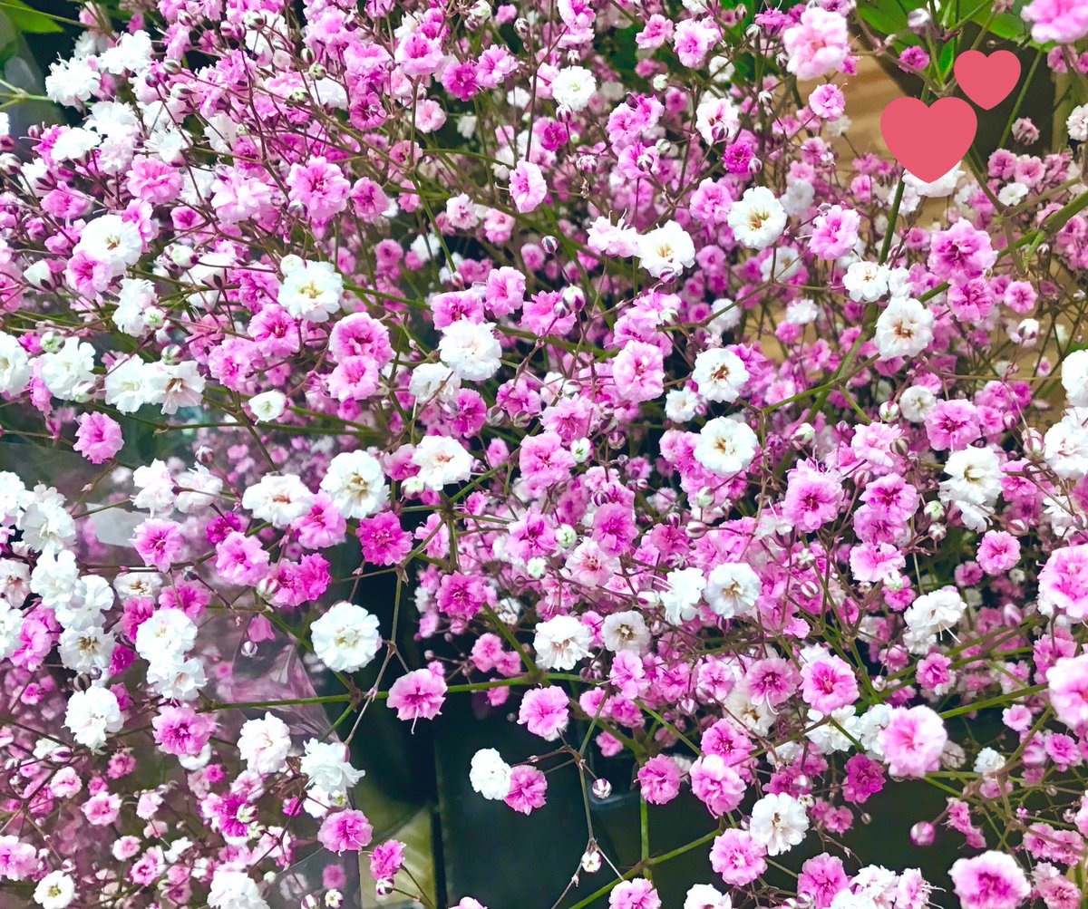 こんにちは🍀

karendoイオンモール橿原店です🌷

橿原店では染めカスミ草など
変わったお花なども豊富にあります‼️

お花には様々な癒し効果があります✨
お花を飾ってなりたい気分に、、、💕

#karendo
＃お花
#お花のある暮らし 
#イオンモール橿原