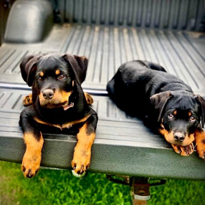 danielcruz0892's tweet photo. # #NuevaFotoDePerfil
#DogLover #puppies #rootweilers https://t.co/voAhyRKzqd