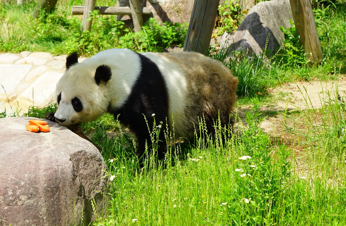 タンタン 王子動物園パンダ Togetter