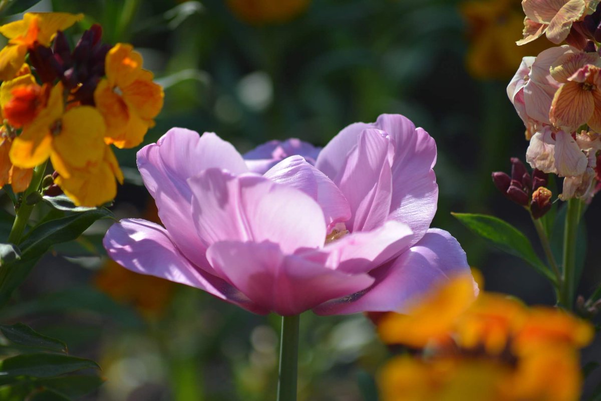 FriendsSouthend's tweet photo. Pinks and purples in Priory park!! by Catherine Warner (part 1)
#PrioryPark #Prittlewell #Southend #SouthendOnSea #Essex #spring #tuips https://t.co/YXDNS5jsP6