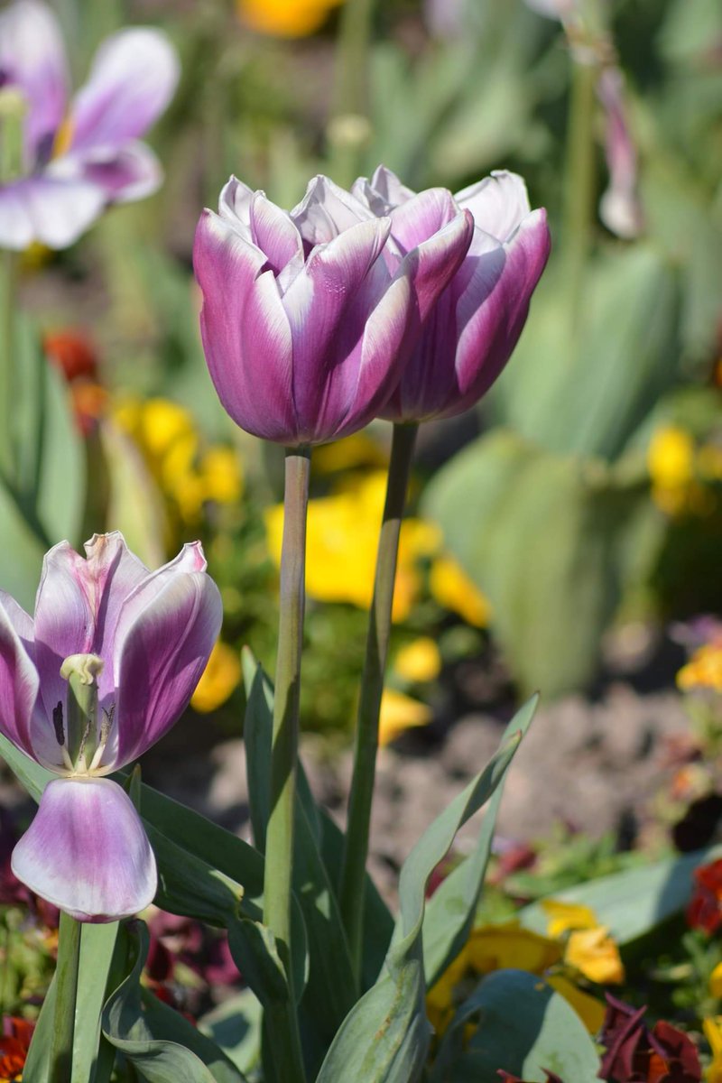 FriendsSouthend's tweet photo. Pinks and purples in Priory park!! by Catherine Warner (part 2)
#PrioryPark #Prittlewell #Southend #SouthendOnSea #Essex #spring #tuips https://t.co/GHwXzyV4xq