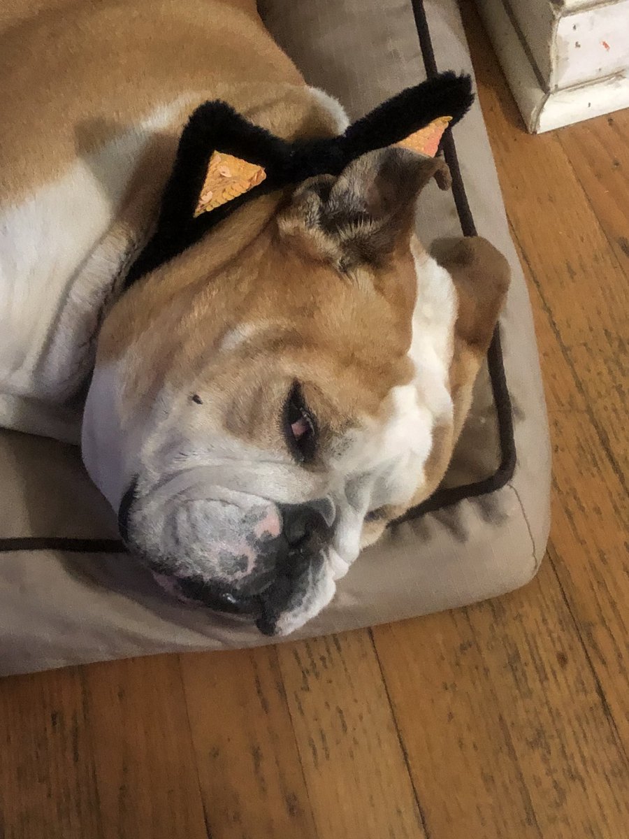 MightyThor617's tweet photo. Hello everyone, I’m back to playing princess with the sister. Feeling very good! #BulldogThor #MightyThor #StudMuffin #BigBrotherThor https://t.co/5RojjXLrLS