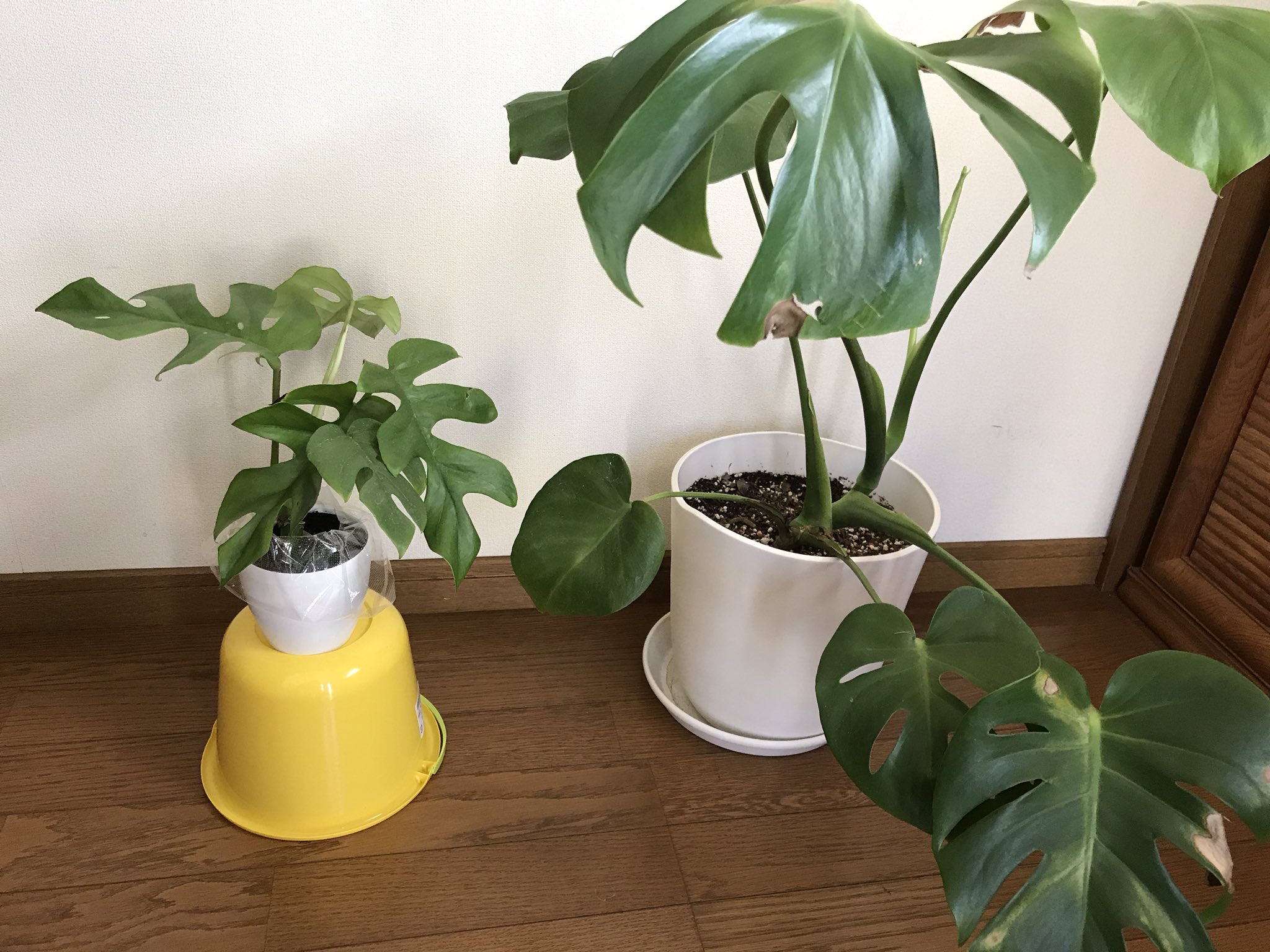 Mon 新しいの買っちゃった テーブル置きの姫モンステラ ホントに小さい 大きいほうは鉢の中いっぱいに根がはってるけど 植え替えした方がいいのかな 根っこを少しカットしたらダメかな 失敗したくないから悩む ヒメモンステラ 観葉植物 Mon 新しいの買っちゃった テーブル置きの姫モンステラ ホントに小さい 大きいほうは鉢の中いっぱいに根がはってるけど 植え替えした方がいいのかな 根っこを少しカットしたらダメかな 失敗したくないから悩む ヒメモンステラ 観葉植物