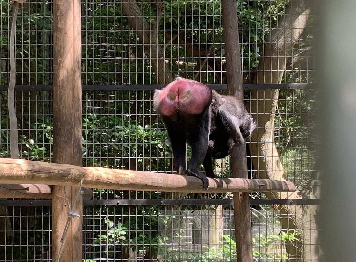 千葉市動物公園 公式 クロザルはこのようにお尻いっぱいに真っ赤に腫れます チンパンジーはピンク色です 千葉市動物公園 おうちで動物公園 クロザル チンパンジー サルクイズ T Co Dzs3nohdms Twitter 千葉市動物公園 公式 クロザルはこのようにお尻いっぱいに真っ赤に腫れます チンパンジーはピンク色です 千葉市動物公園 おうちで動物公園 クロザル チンパンジー サルクイズ T Co Dzs3nohdms Twitter