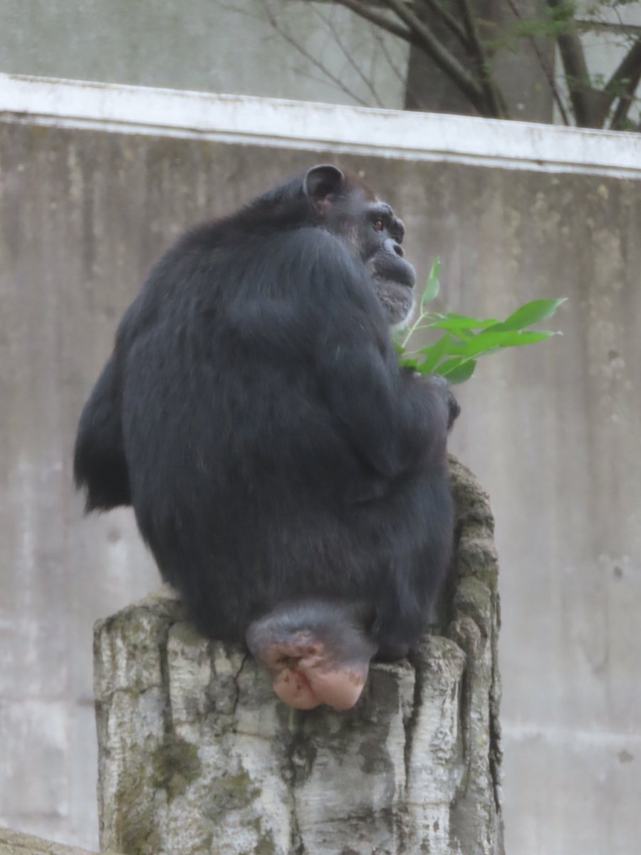 千葉市動物公園 公式 クロザルはこのようにお尻いっぱいに真っ赤に腫れます チンパンジーはピンク色です 千葉市動物公園 おうちで動物公園 クロザル チンパンジー サルクイズ 千葉市動物公園 公式 クロザルはこのようにお尻いっぱいに真っ赤に腫れます チンパンジーはピンク色です 千葉市動物公園 おうちで動物公園 クロザル チンパンジー サルクイズ