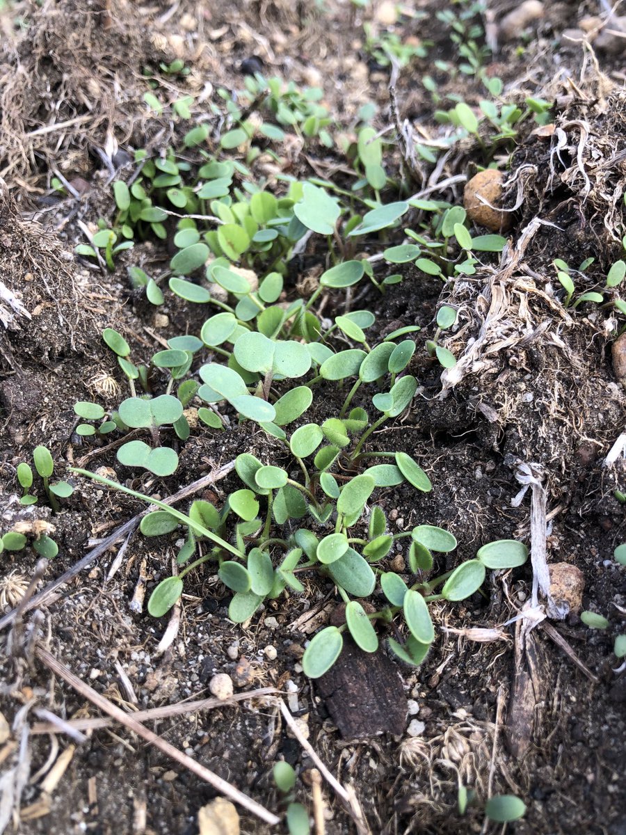 tim_trezise's tweet photo. I bet these little canola plants are feeling a bit out numbered right now! #clopyralid https://t.co/OyNtDRdb00