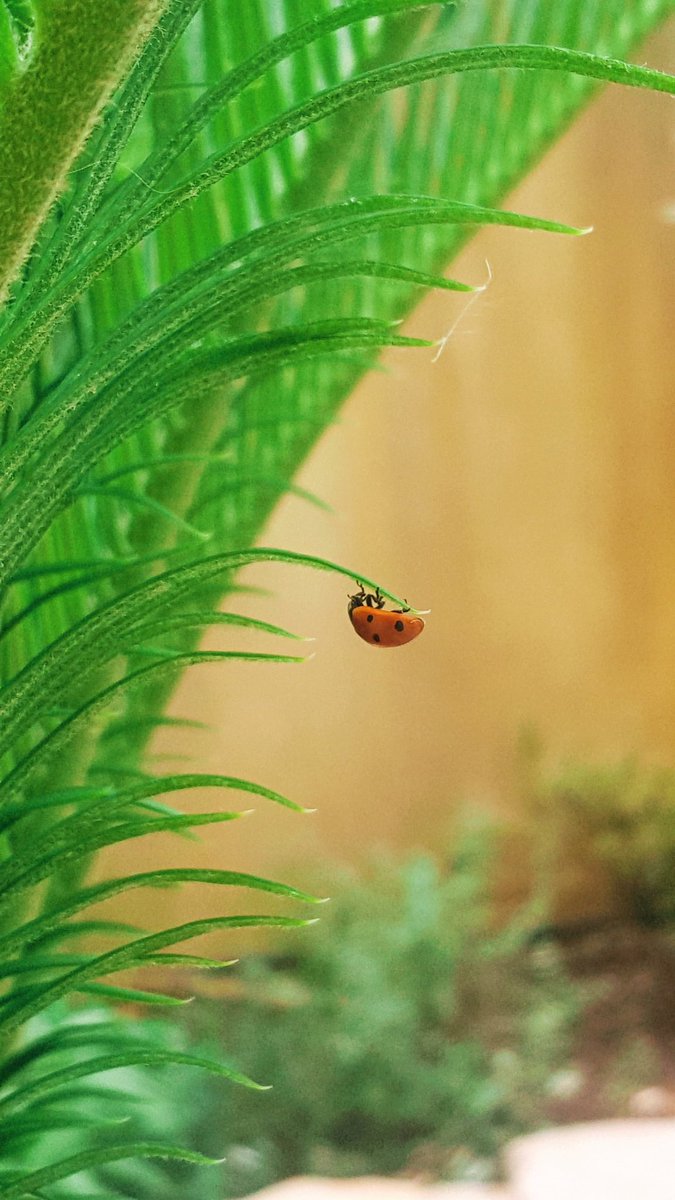 Vale22046's tweet photo. La simbologia della coccinella 
è antichissima, 
la livrea ricorda le sette stelle 
più brillanti delle Pleiadi
Spesso l’insetto è considerato un araldo divino

C.Grande

#VentagliInLibertá 
#VentagliDiParole 

#buongiorno
Buona fortuna 🐞

#19maggio 

📸mia https://t.co/Rn1Yxt3yK4