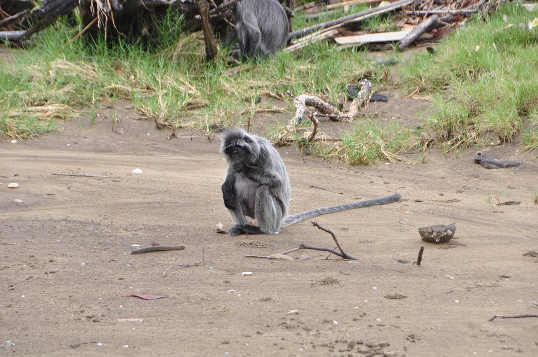 SarawakTravel's tweet photo. Striking its grey-silver colored body, the silver leaf monkey can also be found in Sarawak besides proboscis monkeys. They feed mostly on leaves and fruits. While we wait to travel again and return to nature, let's cherish the moments with our family for now. #MoreToDiscover https://t.co/SMHgVFSnfN