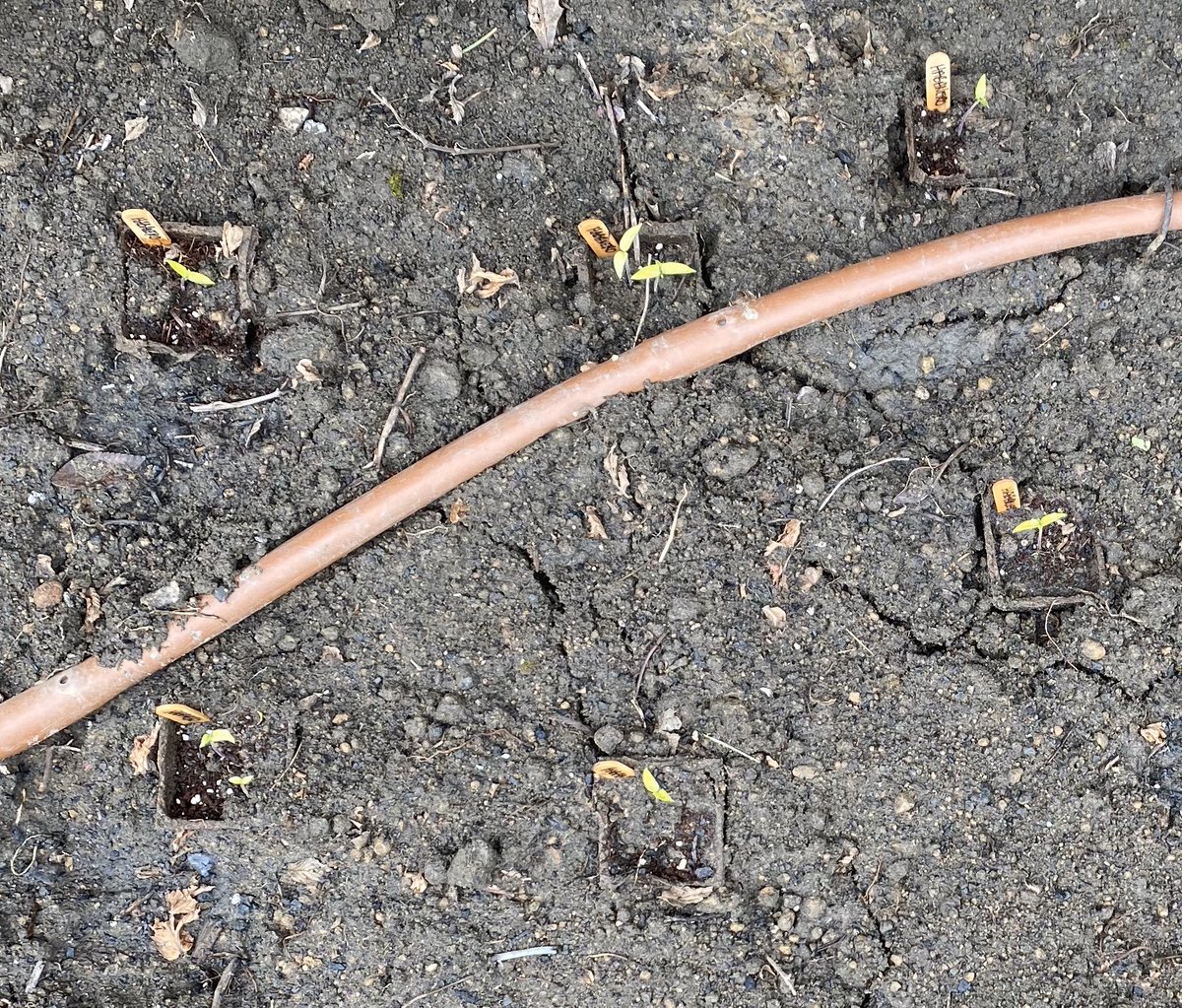 Bryan Bickel tweet media