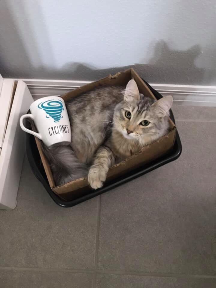 Cyclone SPIRIT dress your pet up day was a hoot!!!! Enjoy <a href="/CENMS/">Centennial Middle STEM Magnet School</a> <a href="/pascoschools/">Pasco County Schools</a> <a href="/mhetzlernettles/">Marcy HetzlerNettles</a> <a href="/swcarrol/">Scotty Carroll</a>