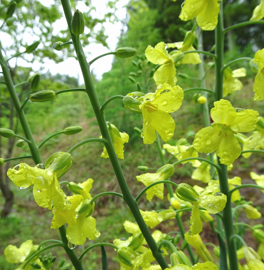 南部甘藍 菜の花プロジェクト Twitter
