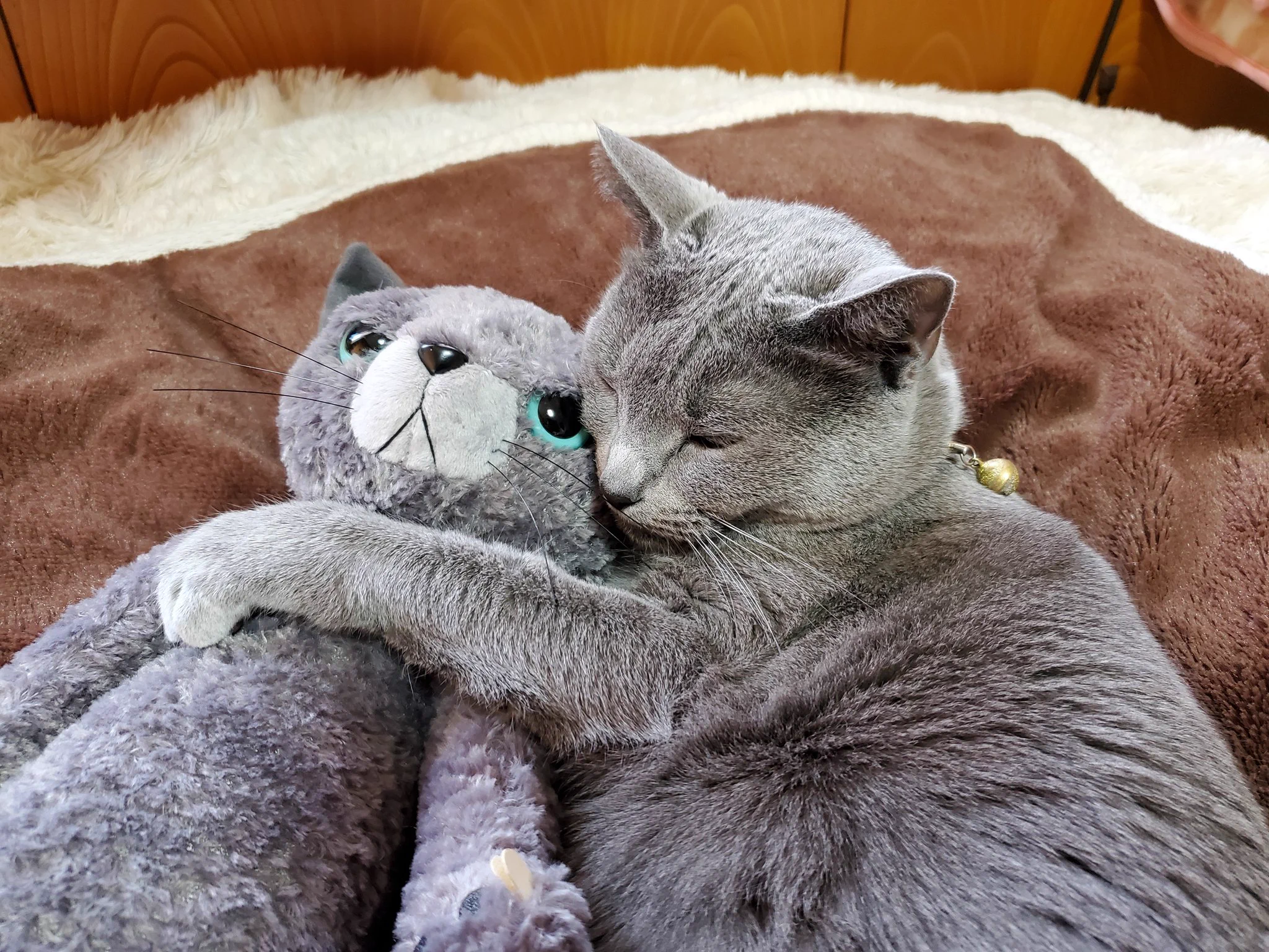 愛猫のお友達をそっと側に置いたら？？可愛すぎたｗｗｗ