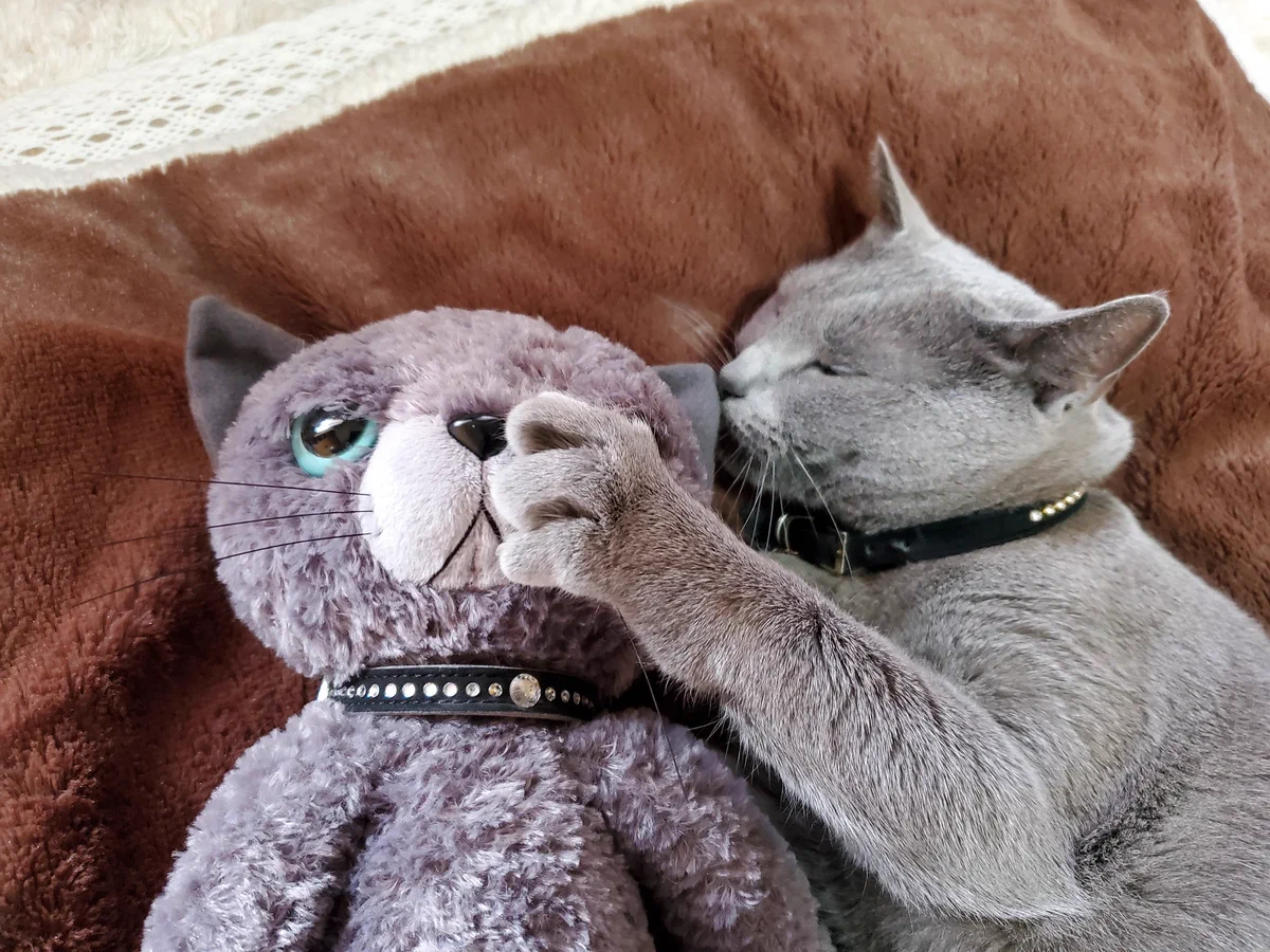 愛猫のお友達をそっと側に置いたら？？可愛すぎたｗｗｗ