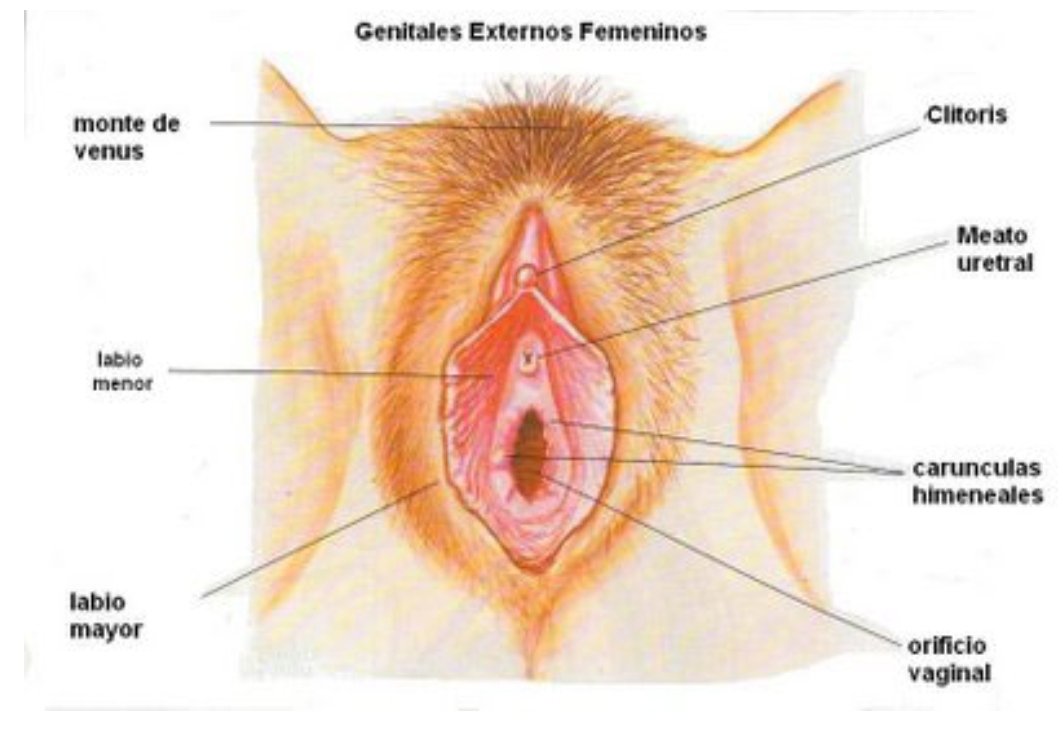 arelyfeminista's tweet photo. Oye @Saba_mx ¿quién hizo este dibujo que está súper perdido? ¿Como porqué esta el clítoris ahí? Te dejo por aquí uno muy sencillo pero claro para que lo utilicen de guía. No es tan difícil, nomás hay que googlear para confirmar la info. https://t.co/9HTUp6t6BM