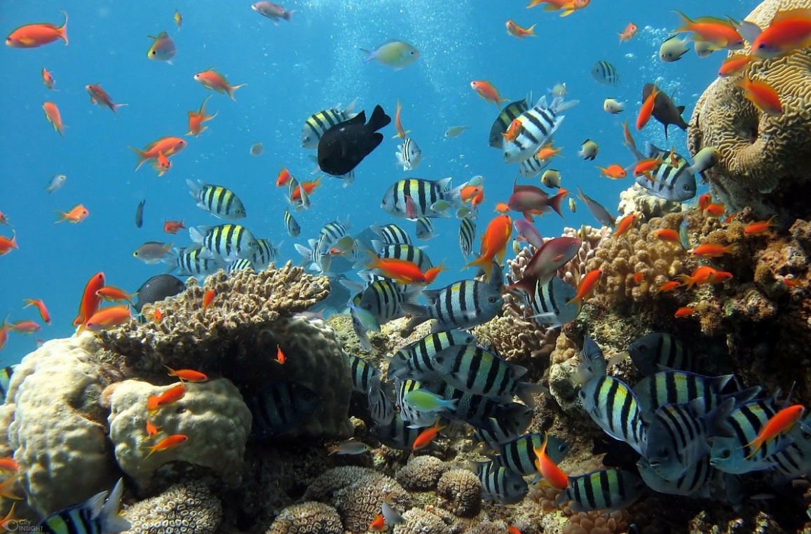 Coral Reefs provide $375 billion per year in goods and services and provide a home to 1 million aquatic species. With evidence showing the rapid destruction of coral reefs, food and income for millions of people will be lost. This is why restoring coral reefs is crucial!