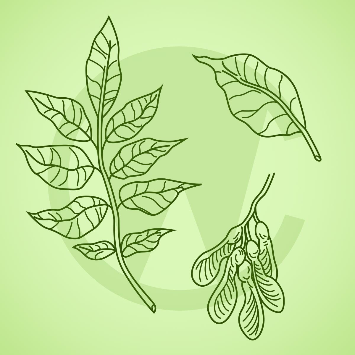 WestermannArts's tweet photo. Do you know your trees?? What kind of tree is this from? 🤔 🍃 🌳 #artist #illustrator #vector #vectorart #vectorartist #trees #leaves #canyouguess https://t.co/bt1wKTamqZ