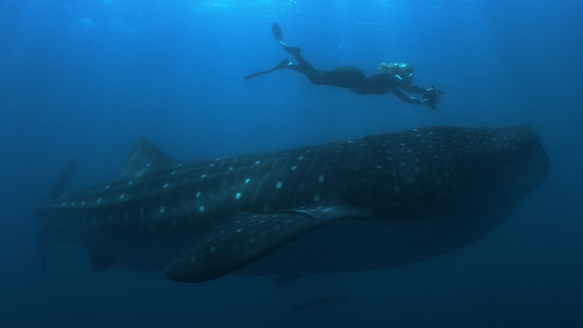 EBTSOYP's tweet photo. Exited to host @rachelhbutler BBC Natural History Unit producer director for #FrozenPlanet2 #BluePlanet2 #BBCShark May 22nd @ 12:30pm eastern sharing stories from her travels behind the lens and our oceans biodiversity #GlobalBioFest @BBCEarth
Learn more: https://t.co/28i5krR1RL https://t.co/DWYCWkCWpc