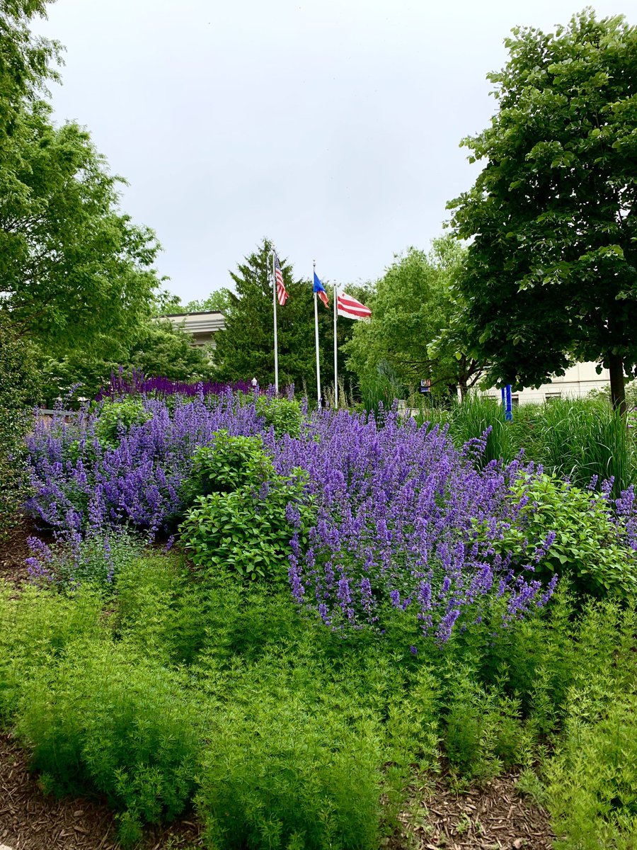 AUArboretum (@auarboretum) on Twitter photo Easy to see why Catmint (Nepeta fasseenii ‘Walkers Low’) is one of <a href="/AUArboretum/">AUArboretum</a> favorite and most reliable perennials Easy to see why Catmint (Nepeta fasseenii ‘Walkers Low’) is one of <a href="/AUArboretum/">AUArboretum</a> favorite and most reliable perennials