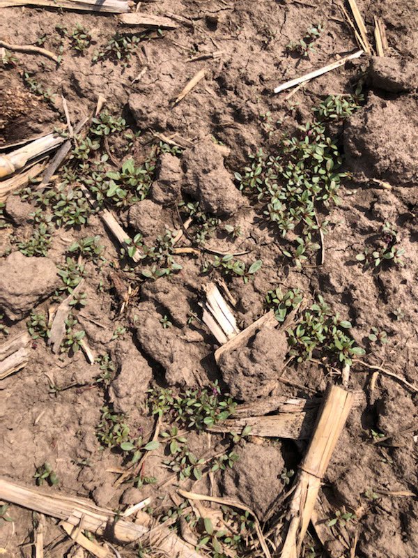 Found these little gems today🤮. Lack of a PRE or lack of adequate rainfall/irrigation to activate that PRE + warm temps this week is a recipe for disaster. 🌱🌱🌱 Scouting now for escapes and making a plan for early POST applications is a must for success!!