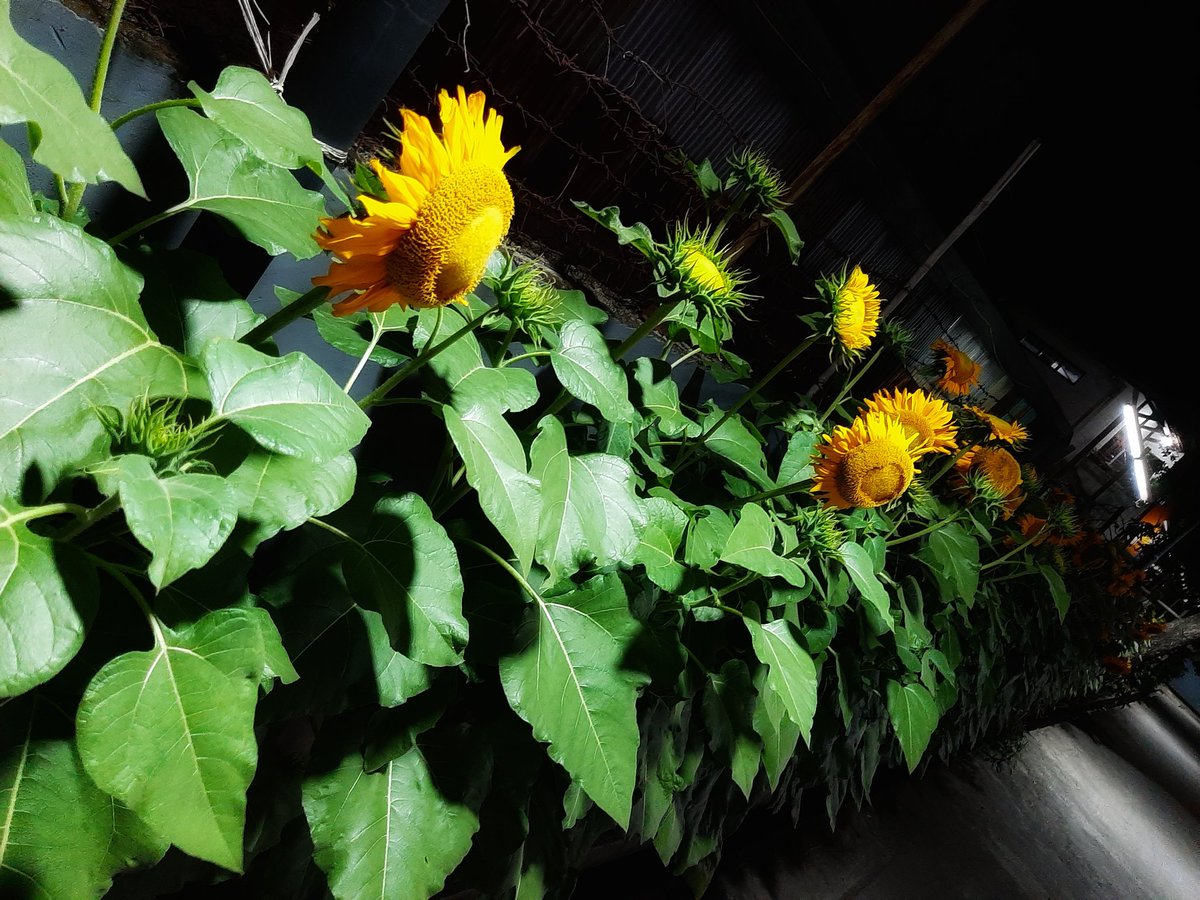 NengRider_'s tweet photo. Semalam 
#DibuangJangan #SunFlowerTree https://t.co/MklOepIiQe