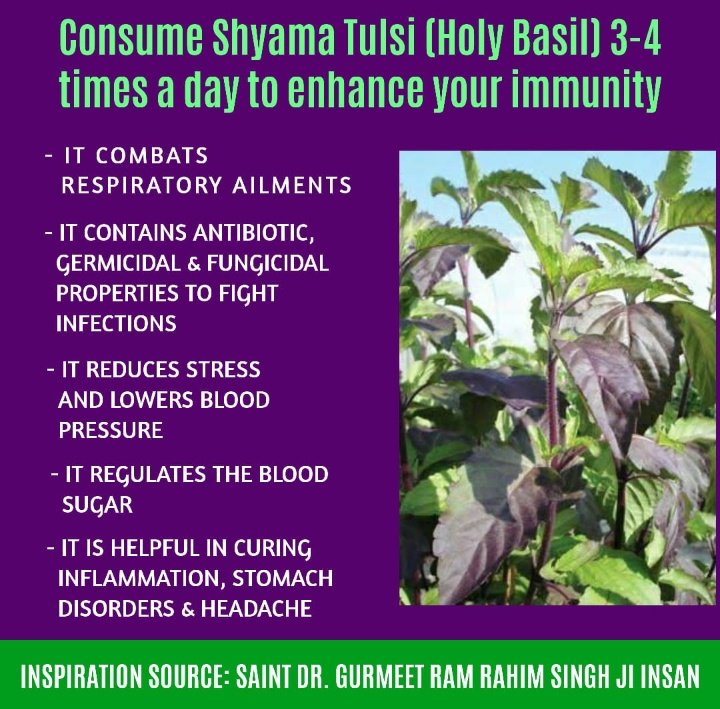 kiran25758937's tweet photo. St Dr. @Gurmeetramrahim ji has given us many #TipsToStrengthenImmunity Hot decoction, Shyama Tulsi do meditation with pranayam through lovely letter, we can remain healthy by including it in our routine. So that we are strong physically nd mentally.
Thnx Guruji for this 💪 tips https://t.co/r1YoY6E2t8