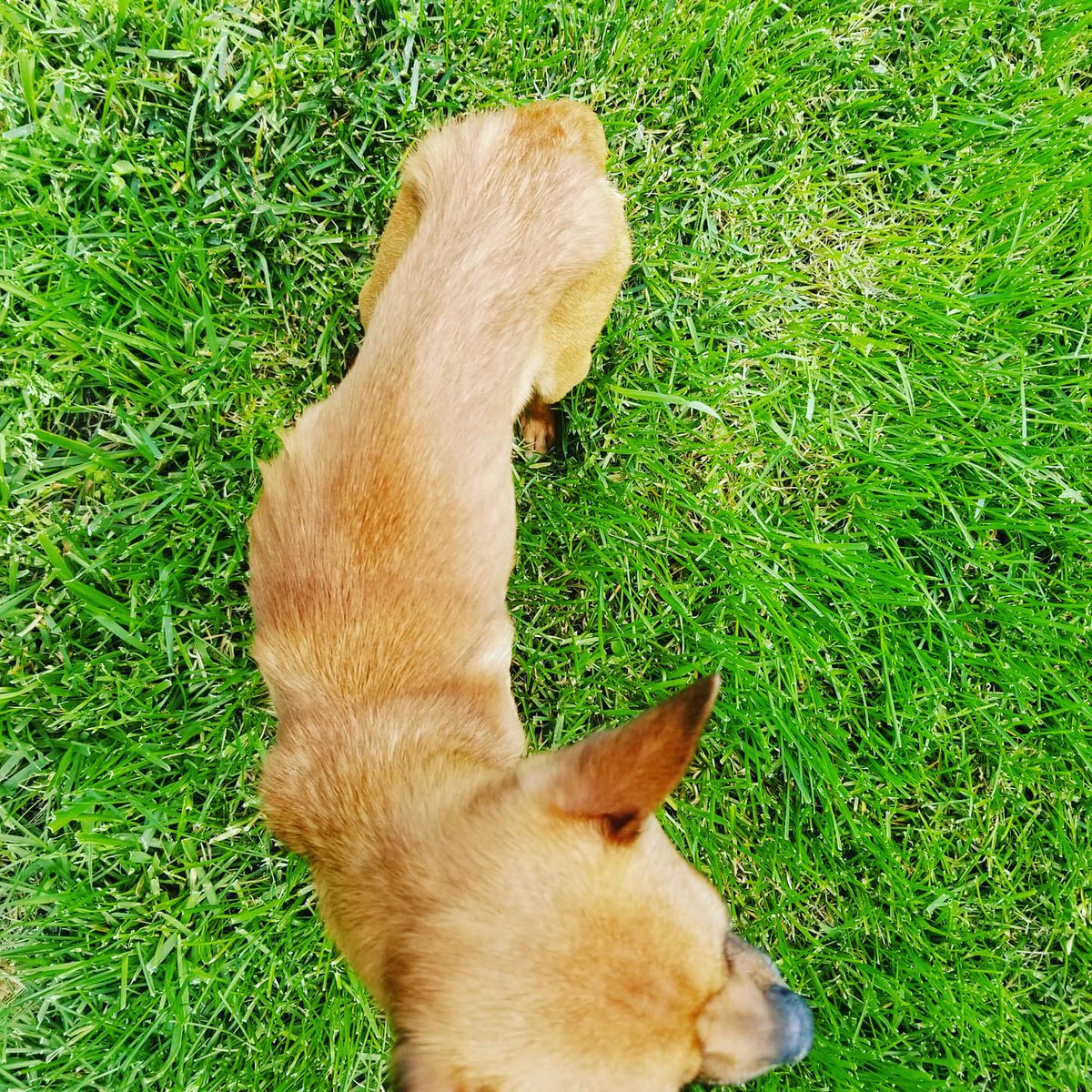 cook_january's tweet photo. Saw this little one on the side of the road, and scooped him right up.  He went to the vet today, had no chip, and is free of parasites, and no heartworms.  We are going to do whatever we can to get him healthy.
#rescue 
#spayandneuter https://t.co/YgghHPrtLH