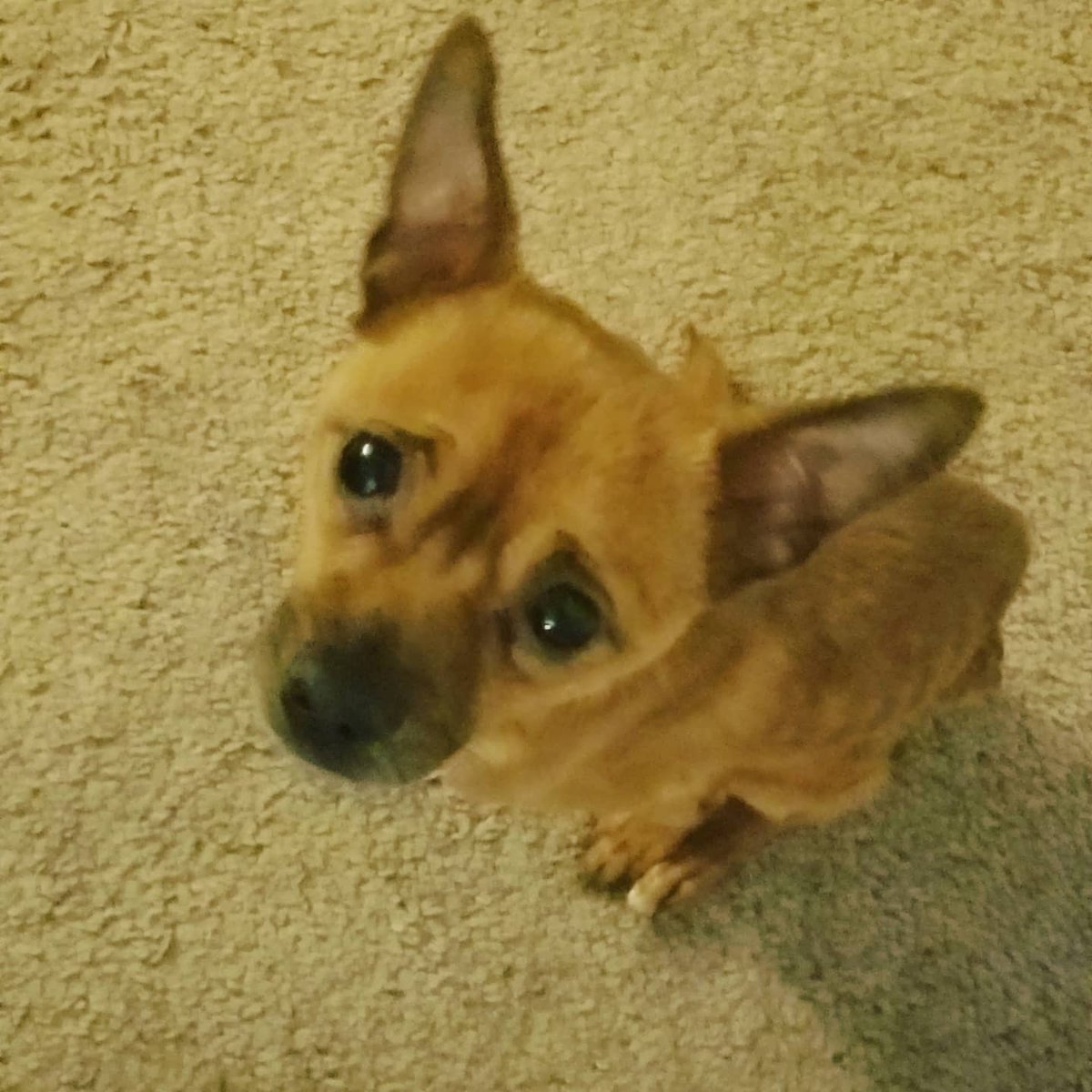 cook_january's tweet photo. Saw this little one on the side of the road, and scooped him right up.  He went to the vet today, had no chip, and is free of parasites, and no heartworms.  We are going to do whatever we can to get him healthy.
#rescue 
#spayandneuter https://t.co/YgghHPrtLH