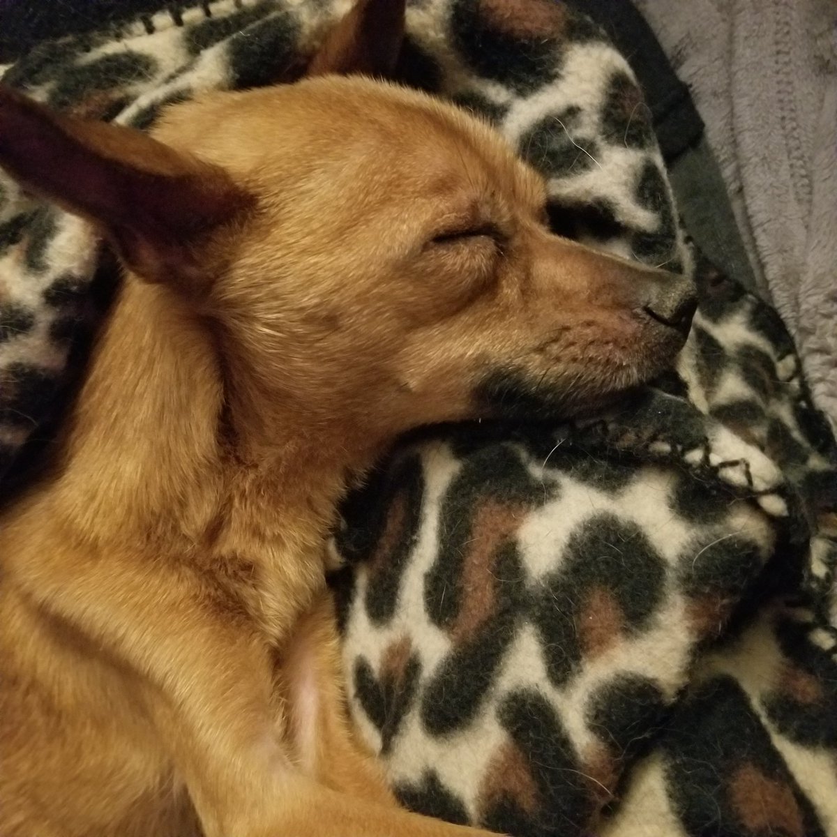 cook_january's tweet photo. Saw this little one on the side of the road, and scooped him right up.  He went to the vet today, had no chip, and is free of parasites, and no heartworms.  We are going to do whatever we can to get him healthy.
#rescue 
#spayandneuter https://t.co/YgghHPrtLH