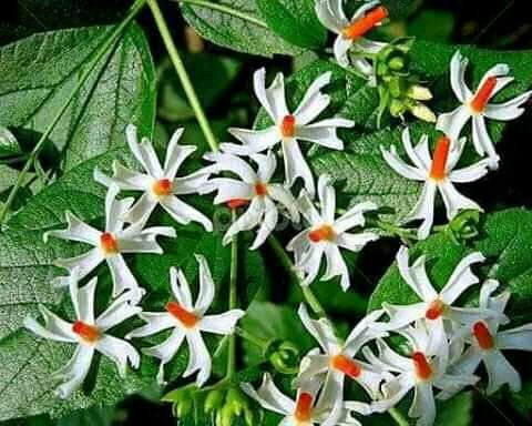#স্মরণীয় সেই নতুন,নতুন শিক্ষা
প্রচণ্ড শীত মৌসুম তার পরে আবার টিনের কক্ষ, তাই শীতটা একটু বড্ডই বেশি লাগতো আর যখন শুপ্রভাত উঁদিত হত তখন একবার হলেও জাগ্রত হতাম কিন্তু জাগ্রতর সময় কি যেনো এক শুগন্ধি  নাকে লাগত । বাকিটা আর লিখতে পারলাম নাহ কারণ Tweet শেষ😥