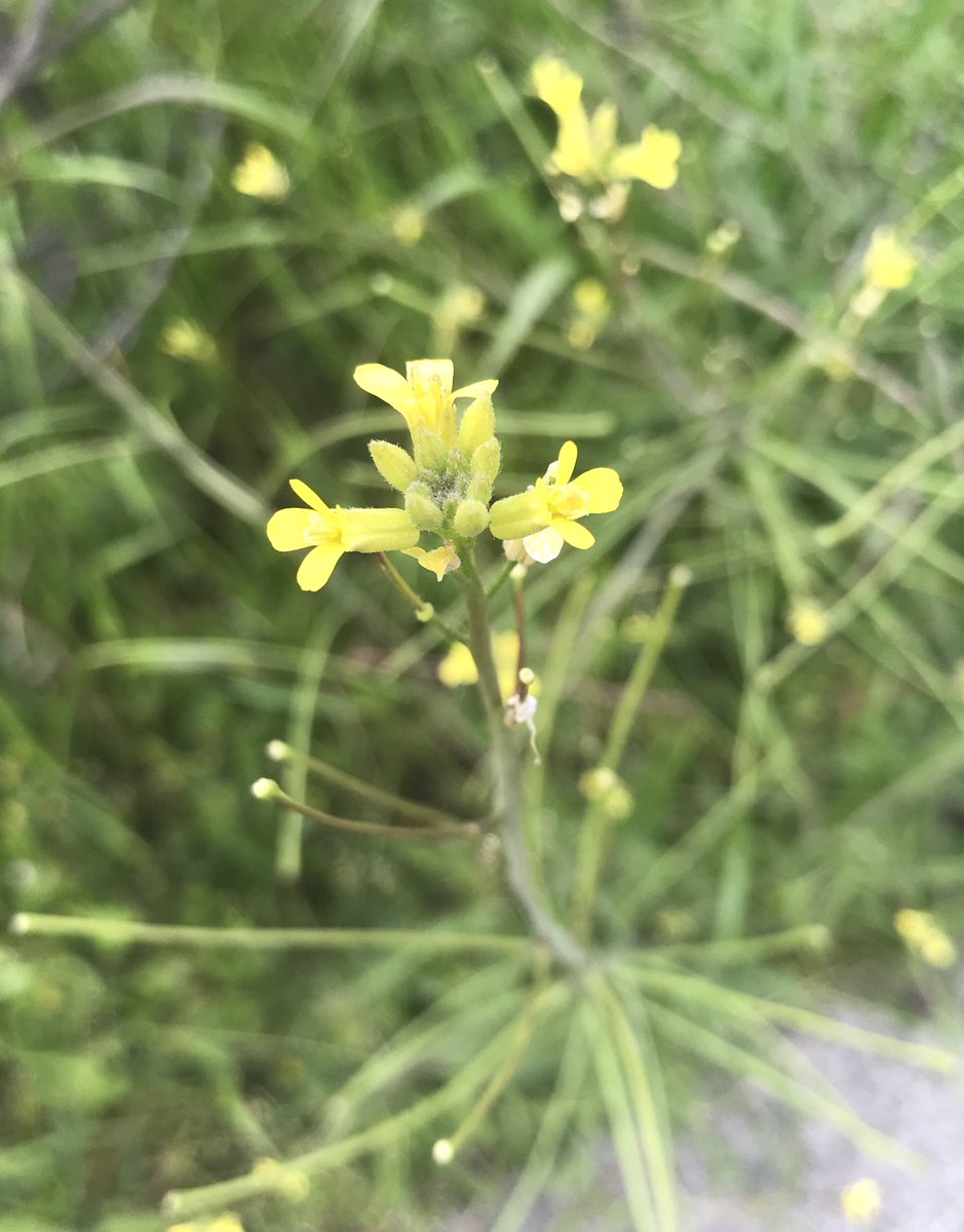 الوسم カキネガラシ على تويتر