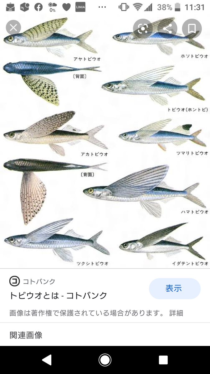 姫路フィッシングガイドj Su Twitter 昨夜から飛び魚カラーの研究 飛び魚って 色々居るんやな 笑 飛び魚 セクシーヒップ190 ヒラスズキ トレジャールアーズ セクシーヒップ ヒラマサ キハダ Gt ターゲットは全てのフィッシュイーター トップウォーター