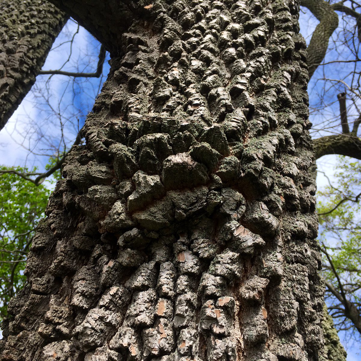 BellantiJewelry's tweet photo. Came across this on this on the edge of the Japanese maple grove. Bumpiest bark I’ve ever seen. #highlandpark #trees #alwaysamazed https://t.co/eh0vRgftM6