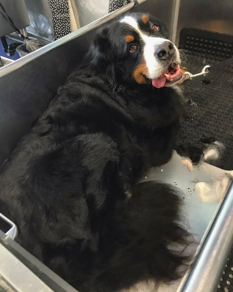 topdogwash_SD's tweet photo. Nice try Cesar. But I can still see you. #sosmall #tinypuppy #puppiesinthetub #dirtymuttsdrivemenuts #dogsofadamsave #topdogwashandgroom https://t.co/OjyUhZBJiS